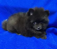 Luna, a female Pomeranian for sale in Denver, CO – 1 of 3
