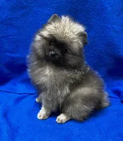 Teddy, a male Pomeranian for sale in Denver, CO – 2 of 2