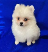 Snowball, a male Pomeranian for sale in Denver, CO – 2 of 4