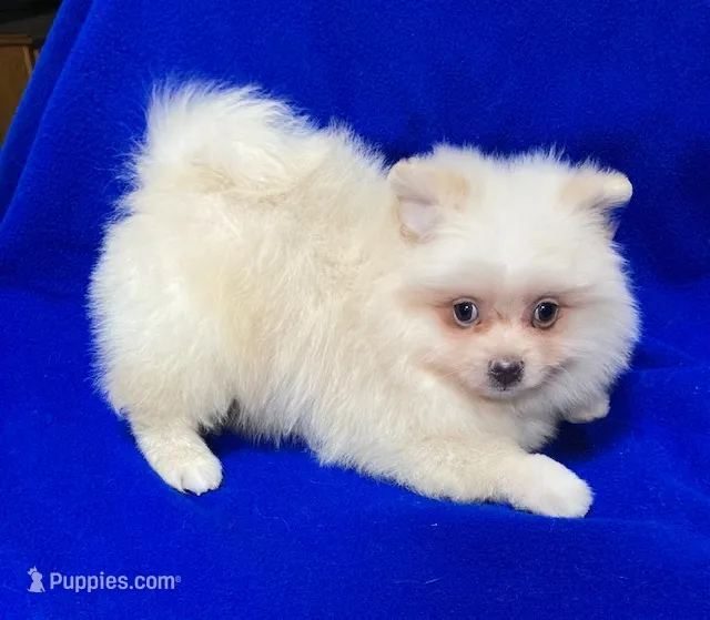 Arctic – Pomeranian puppy for sale in Denver, CO