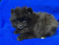 Luna, a female Pomeranian for sale in Denver, CO – 2 of 3