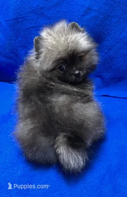 Teddy – Pomeranian puppy for sale in Denver, CO