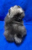 Teddy, a male Pomeranian for sale in Denver, CO – 1 of 2