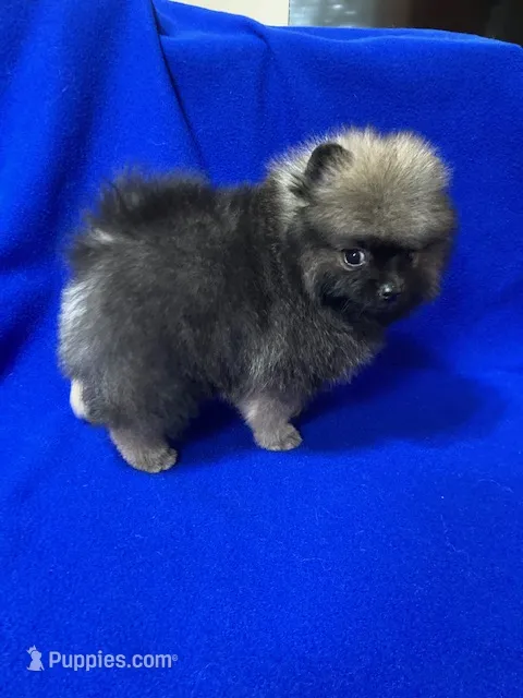 Taz – Pomeranian puppy for sale in Denver, CO