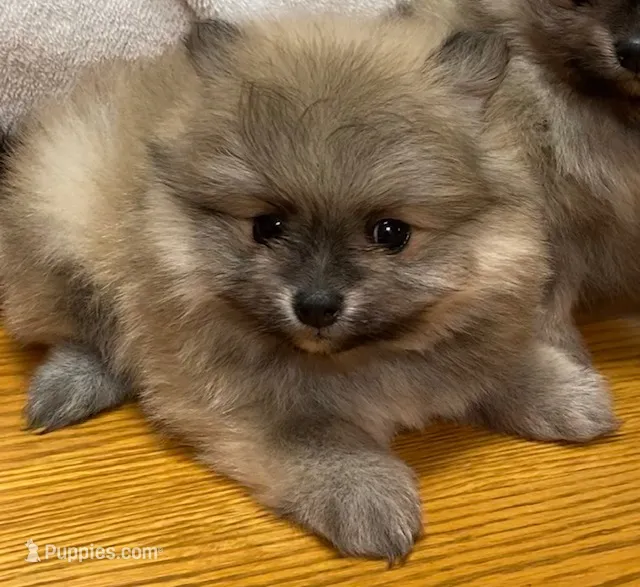 Otis – Pomeranian puppy for sale in Denver, CO