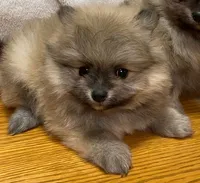 Otis, a male Pomeranian for sale in Denver, CO – 1 of 1
