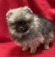 Daisy, a female Pomeranian for sale in Denver, CO – 3 of 3