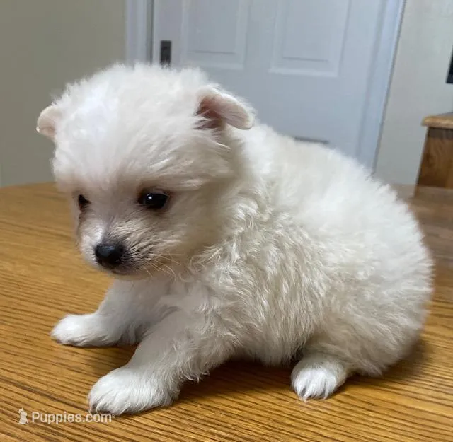 Louie – Pomeranian puppy for sale in Denver, CO