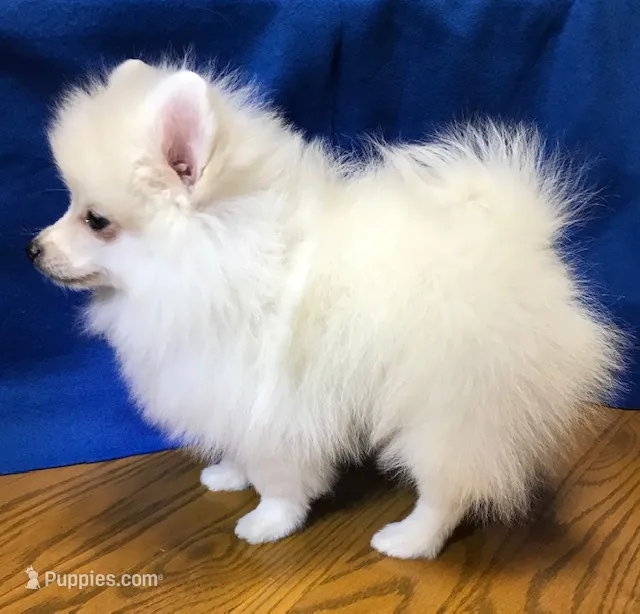 Arctic – Pomeranian puppy for sale in Denver, CO