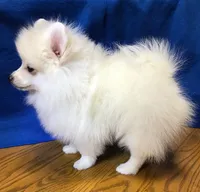 Arctic, a male Pomeranian for sale in Denver, CO – 1 of 3