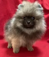 Daisy, a female Pomeranian for sale in Denver, CO – 2 of 3