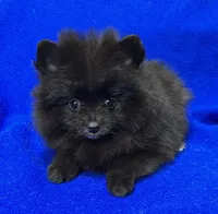 Luna, a female Pomeranian for sale in Denver, CO – 3 of 3
