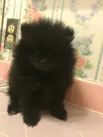 Shadow, a female Pomeranian for sale in Denver, CO – 2 of 2