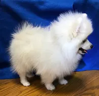Arctic, a male Pomeranian for sale in Denver, CO – 3 of 3