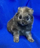 Taz, a male Pomeranian for sale in Denver, CO – Photo 2 of 5