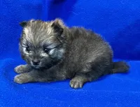 Taz, a male Pomeranian for sale in Denver, CO – Photo 5 of 5