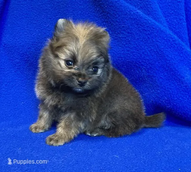 Taz, a male Pomeranian for sale in Denver, CO – Photo 1 of 5