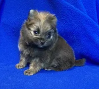 Taz, a male Pomeranian for sale in Denver, CO – Photo 1 of 5