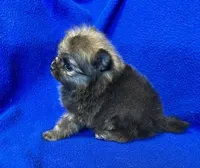 Taz, a male Pomeranian for sale in Denver, CO – Photo 3 of 5