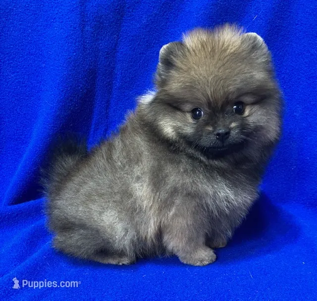 Bella – Pomeranian puppy for sale in Denver, CO