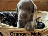 Silver Lab- orange, a male Labrador Retriever for sale in Cannon Falls, MN – 2 of 10