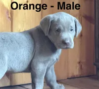 Silver Lab- orange, a male Labrador Retriever for sale in Cannon Falls, MN – 3 of 10