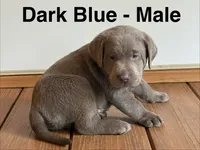 Silver lab- dark blue, a male Labrador Retriever for sale in Cannon Falls, MN – 2 of 10