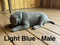 Silver lab- light blue, a male Labrador Retriever for sale in Cannon Falls, MN – 5 of 10