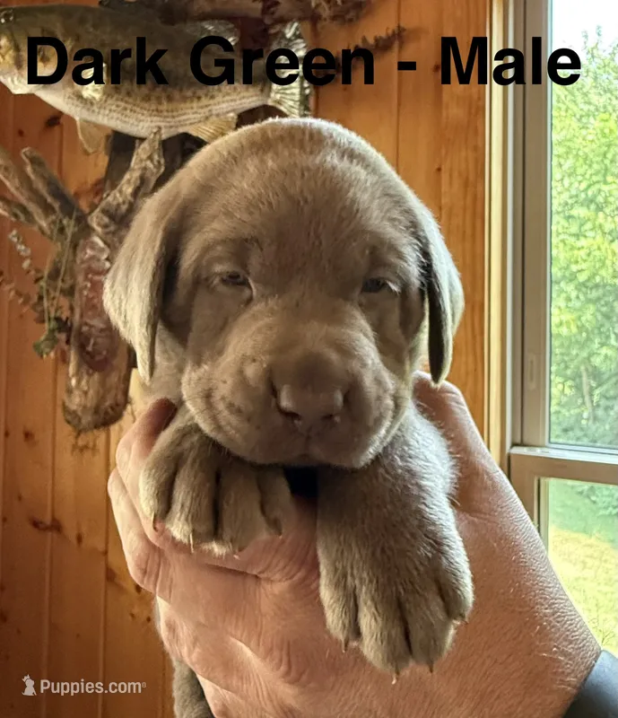 Silver lab- dark green  – Labrador Retriever puppy for sale in Cannon Falls, MN