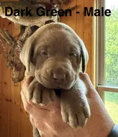 Silver lab- dark green , a male Labrador Retriever for sale in Cannon Falls, MN – 1 of 10