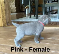 Silver lab- pink, a female Labrador Retriever for sale in Cannon Falls, MN – 6 of 10