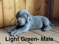 Silver lab- Light Green, a male Labrador Retriever for sale in Cannon Falls, MN – 4 of 6