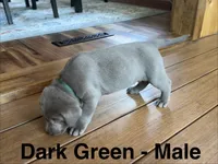 Silver lab- dark green , a male Labrador Retriever for sale in Cannon Falls, MN – 5 of 10