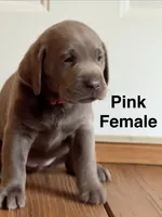 Silver lab- pink, a female Labrador Retriever for sale in Cannon Falls, MN – 4 of 10