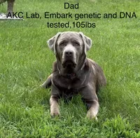 Silver lab- black , a male Labrador Retriever for sale in Cannon Falls, MN – 9 of 10