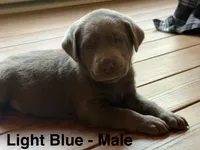 Silver lab- light blue, a male Labrador Retriever for sale in Cannon Falls, MN – 2 of 10
