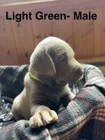 Silver lab- Light Green, a male Labrador Retriever for sale in Cannon Falls, MN – 3 of 6