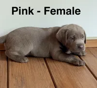 Silver lab- pink, a female Labrador Retriever for sale in Cannon Falls, MN – 3 of 10