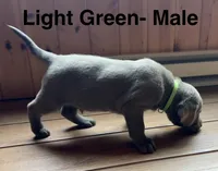 Silver lab- Light Green, a male Labrador Retriever for sale in Cannon Falls, MN – 5 of 6