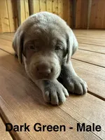 Silver lab- dark green , a male Labrador Retriever for sale in Cannon Falls, MN – 4 of 10