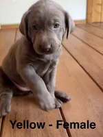 Silver lab- yellow, a female Labrador Retriever for sale in Cannon Falls, MN – 2 of 10