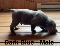 Silver lab- dark blue, a male Labrador Retriever for sale in Cannon Falls, MN – 6 of 10