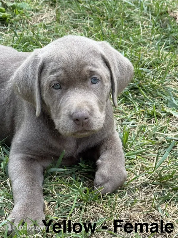 Silver lab- yellow – Labrador Retriever puppy for sale in Cannon Falls, MN