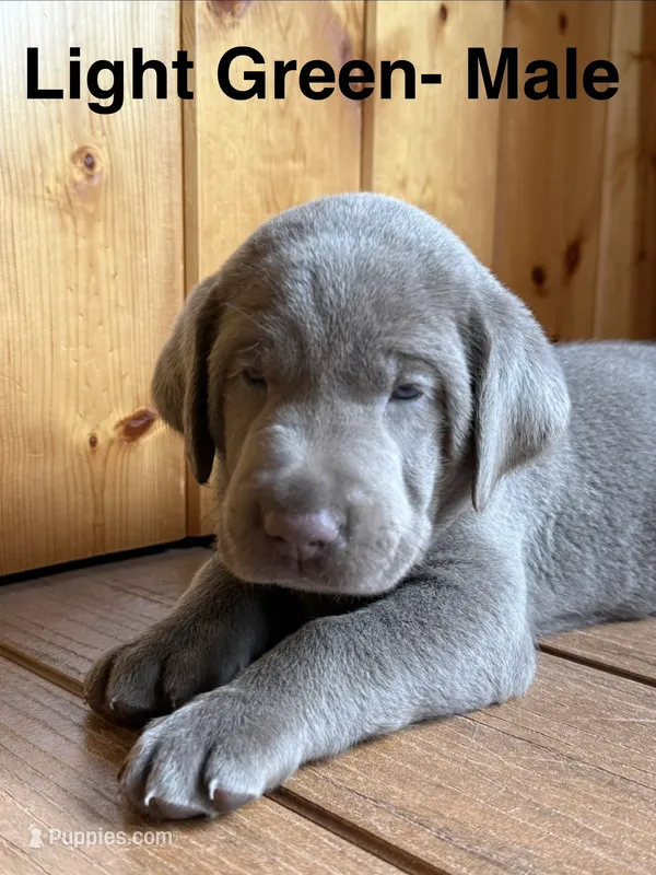 Silver lab- Light Green – Labrador Retriever puppy for sale in Cannon Falls, MN
