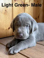 Silver lab- Light Green, a male Labrador Retriever for sale in Cannon Falls, MN – 1 of 6