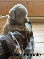 Silver lab- yellow, a female Labrador Retriever for sale in Cannon Falls, MN – 3 of 10