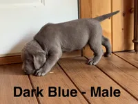 Silver lab- dark blue, a male Labrador Retriever for sale in Cannon Falls, MN – 5 of 10