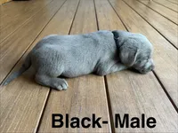 Silver lab- black , a male Labrador Retriever for sale in Cannon Falls, MN – 5 of 10