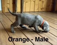 Silver Lab- orange, a male Labrador Retriever for sale in Cannon Falls, MN – 5 of 10