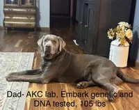 Silver Lab- orange, a male Labrador Retriever for sale in Cannon Falls, MN – 8 of 10
